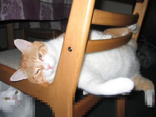 九游官网pc-冈比亚男篮在非洲预赛中奋勇前行，迈向世界舞台