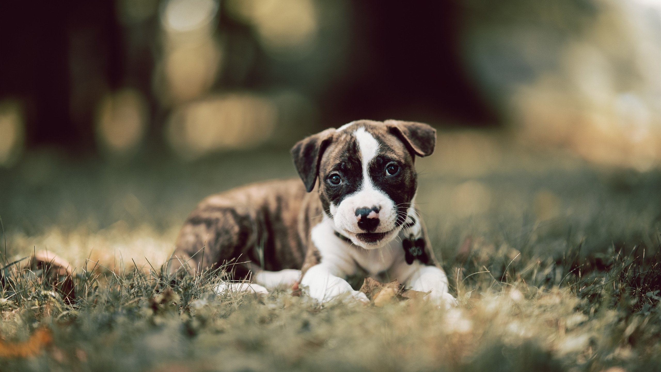 九游app下载中心-德甲攻守奋战：节奏快、变化多！，德甲打几轮