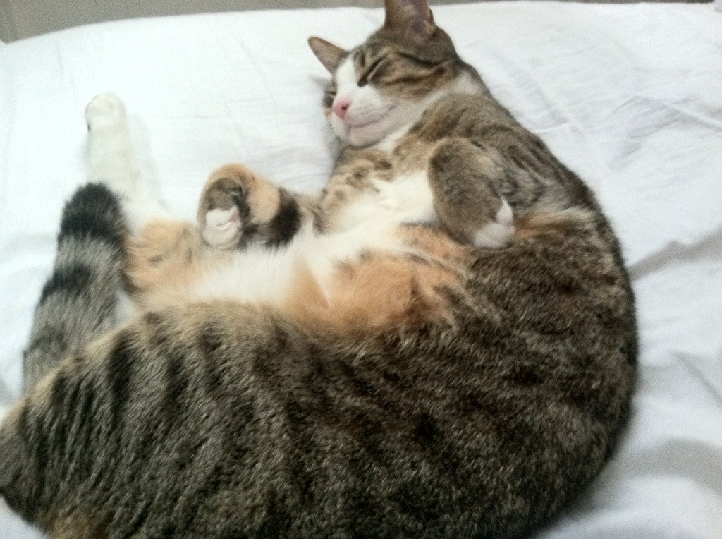 九游下载安装-法甲年轻力量：新星崭露头角引领未来，法甲年龄限制